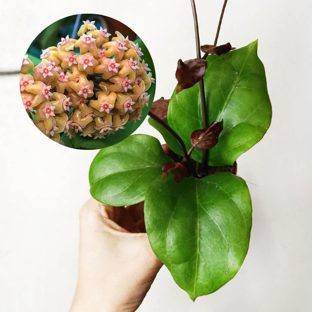 baby Hoya Hoya Chuniana