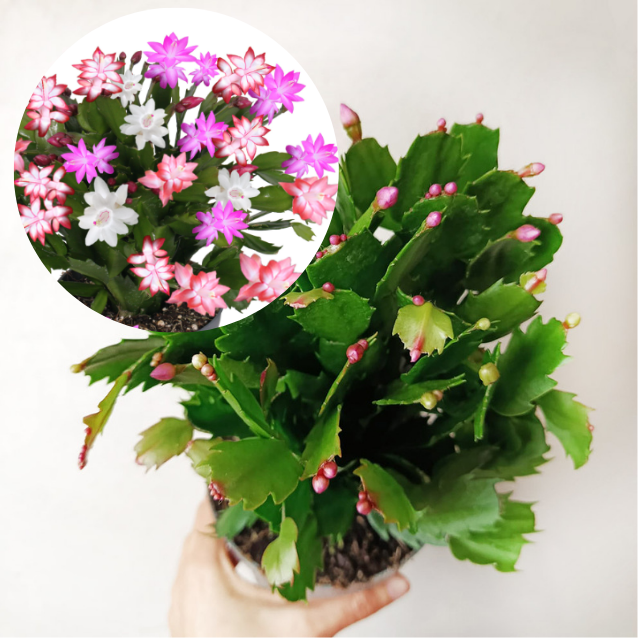 Schlumbergera mixed 4 colours (natalina)