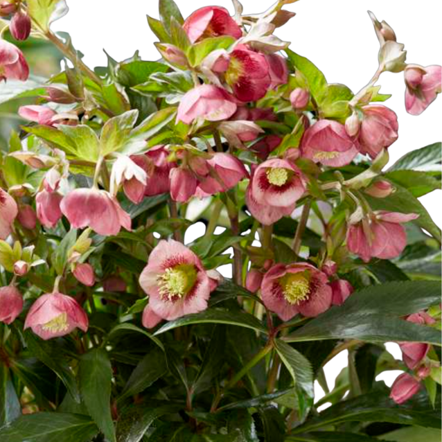 Helleborus Dacaya Dacaya