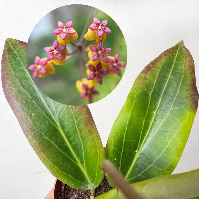 baby Hoya Soligamiana