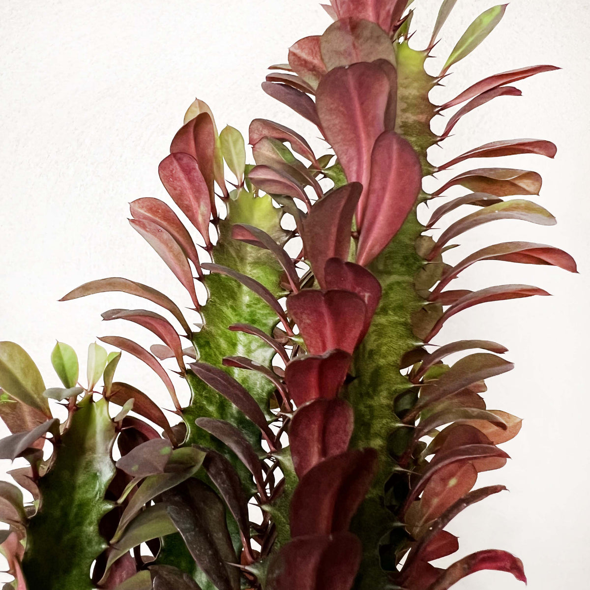 Euphorbia Trigona Rubra
