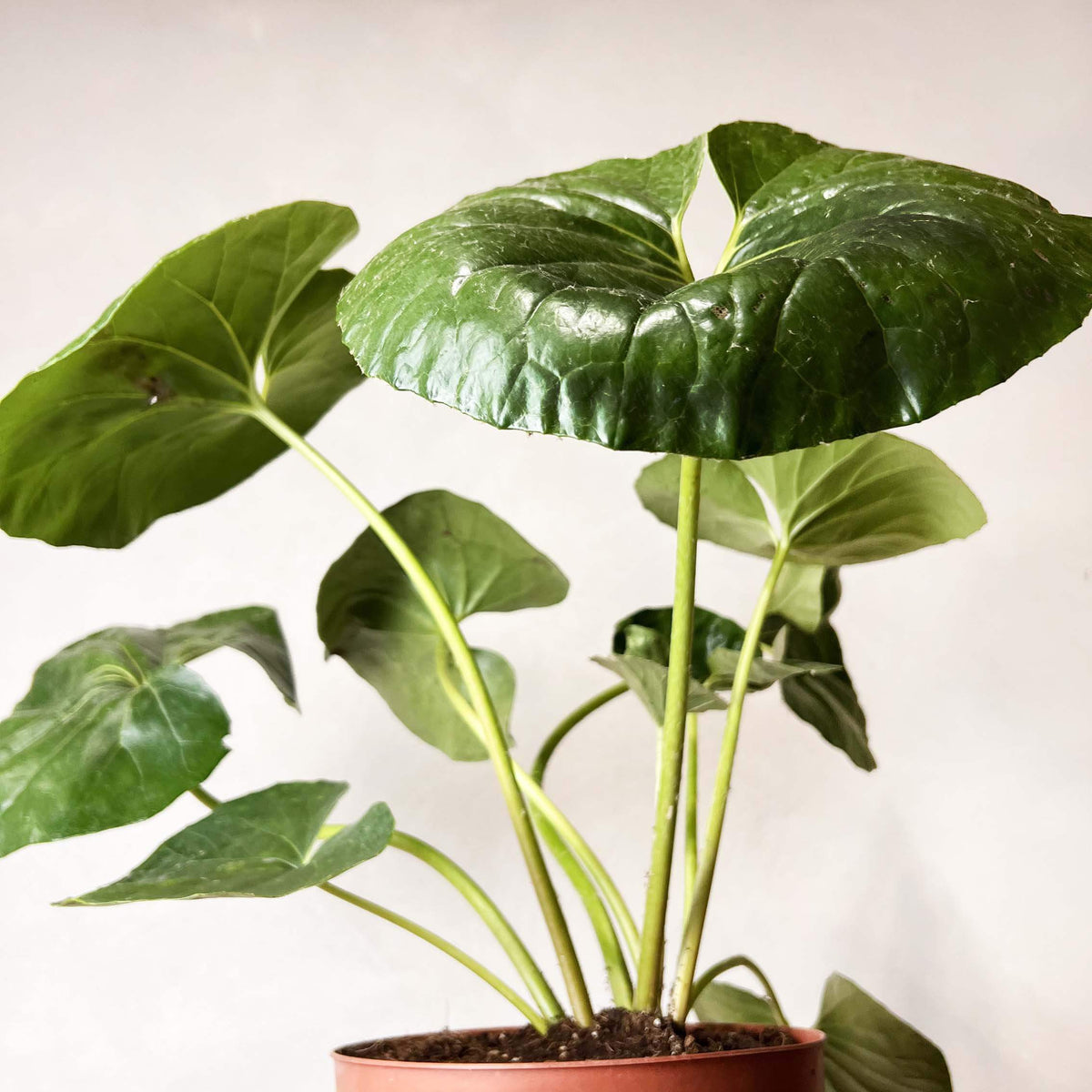 Farfugium Japonicum