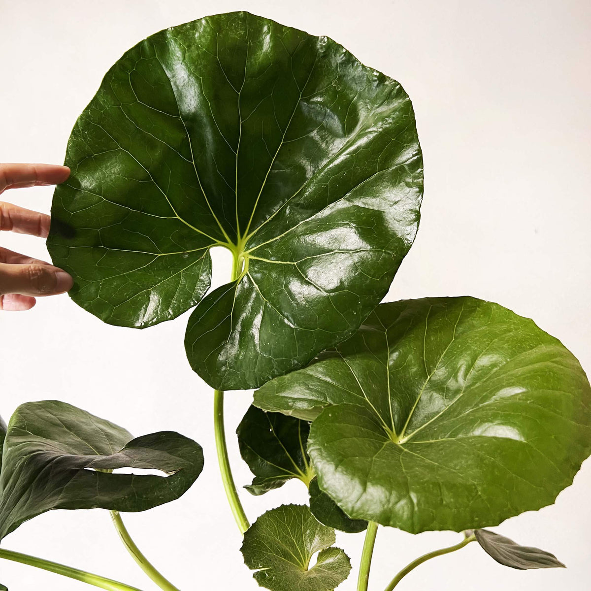 Farfugium Japonicum