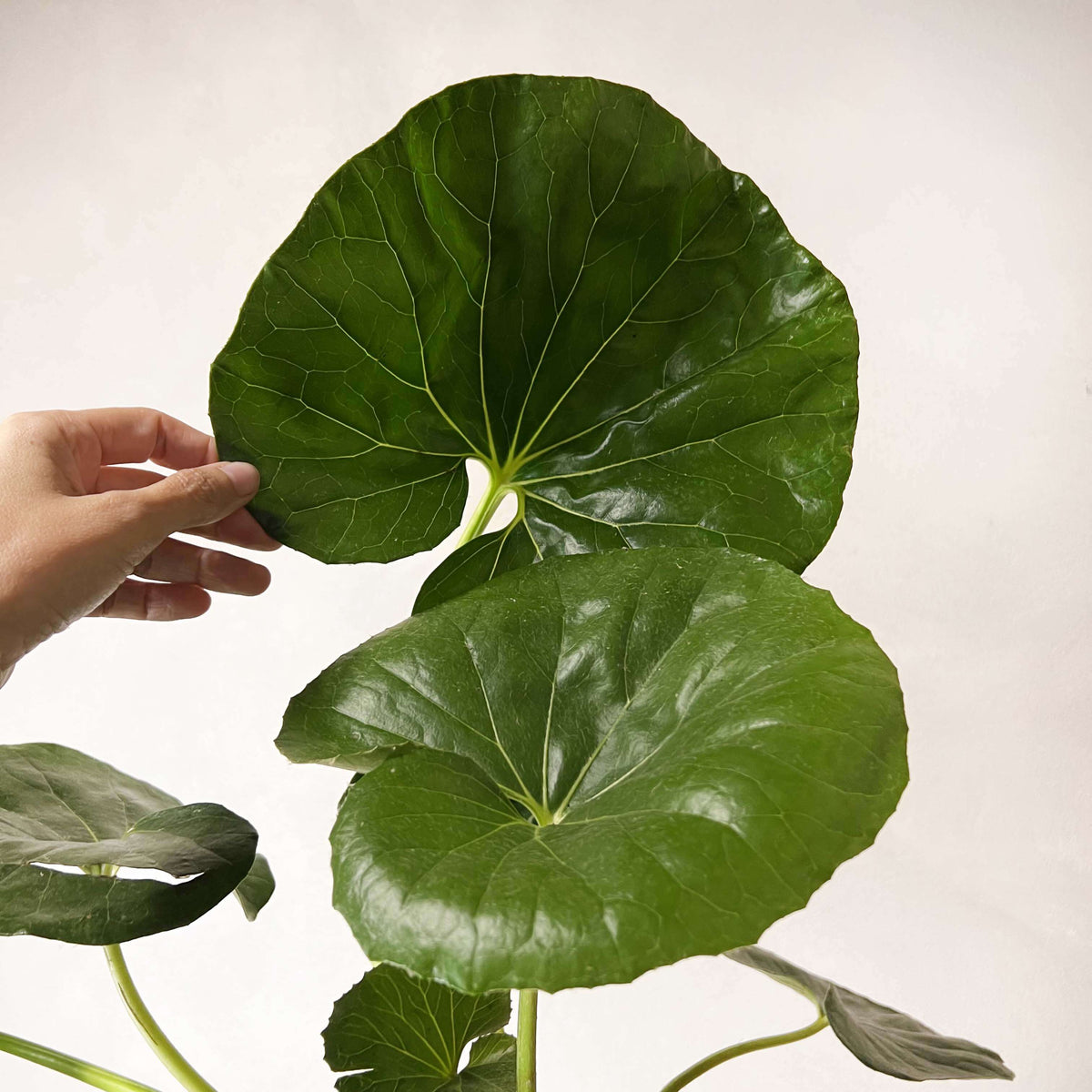 Farfugium Japonicum