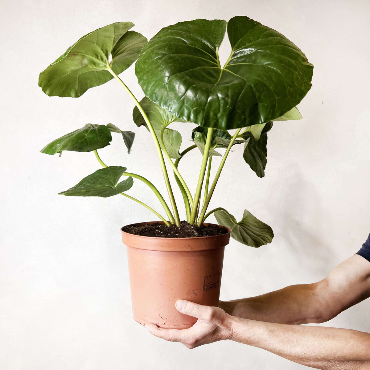 Farfugium Japonicum