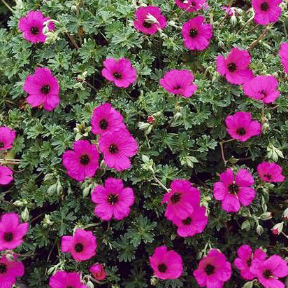 Geranium Cinereum /perenne