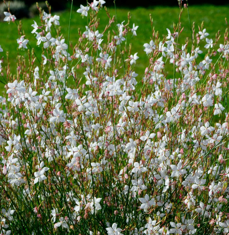 Gaura lindheimeri /bianca