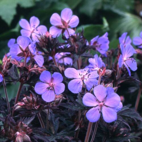 Geranium Black Beauty /perenne