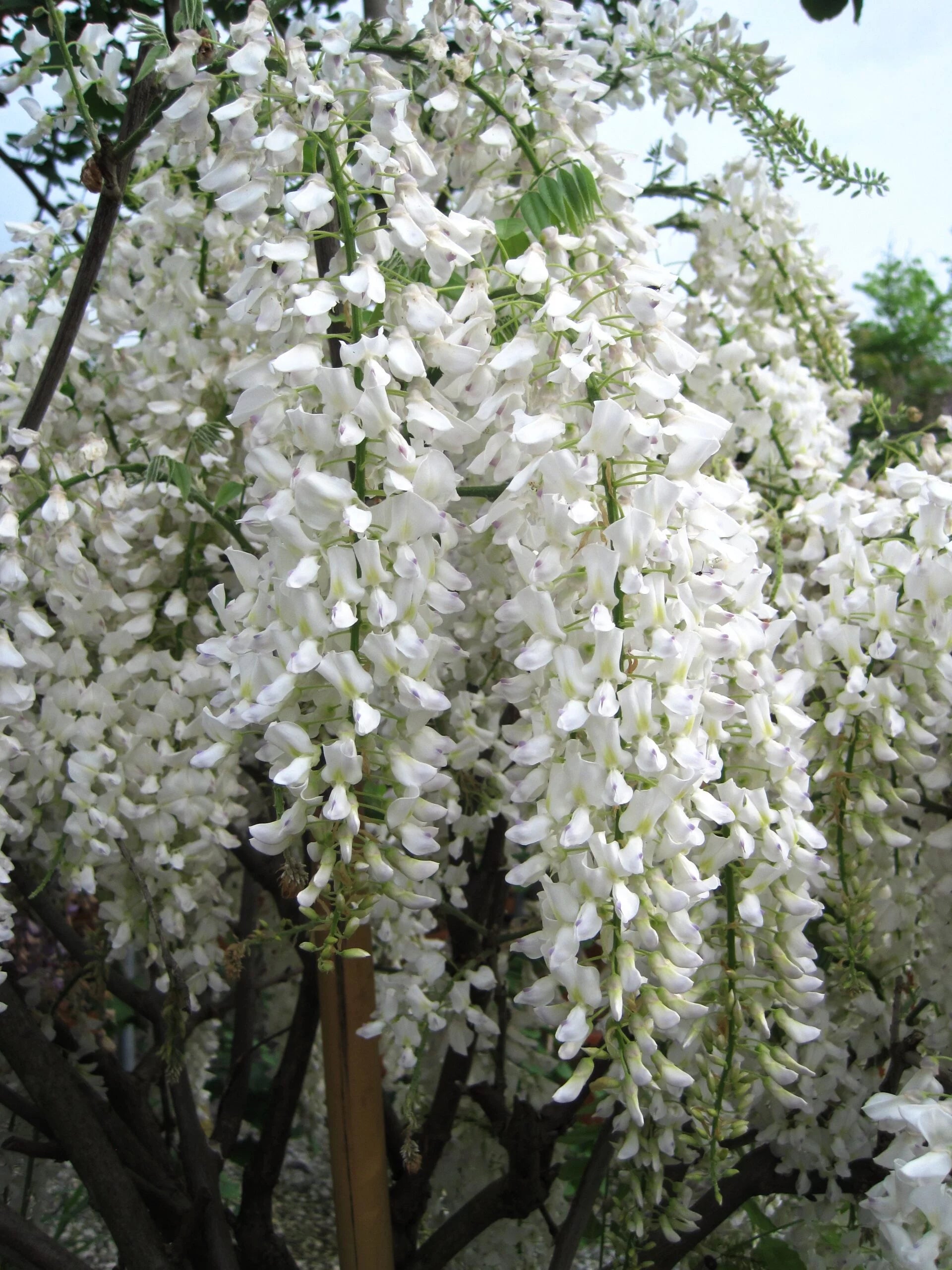 Glicine /Wisteria Floribunda Longissima Alba