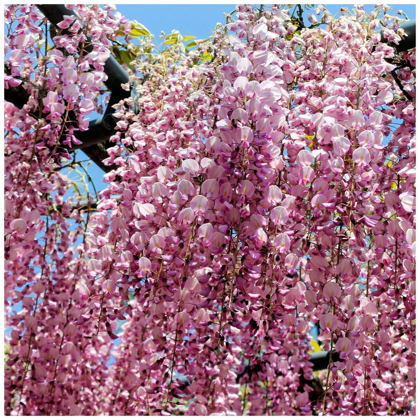 Glicine /Wisteria Floribunda Rosea