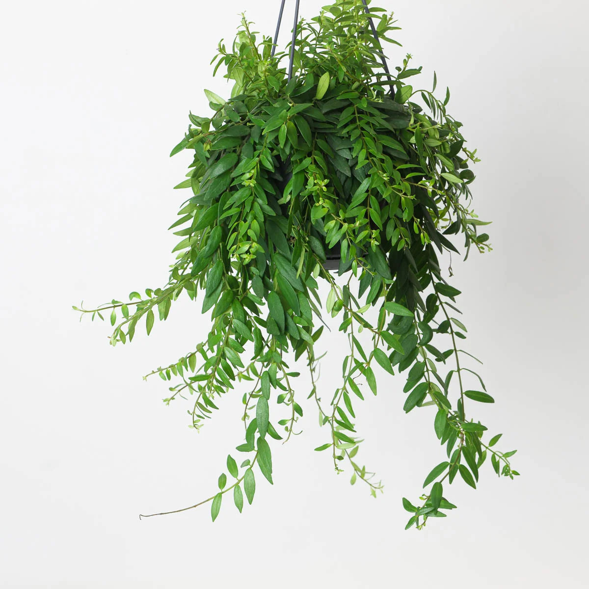 Aeschynanthus Japhrolepis