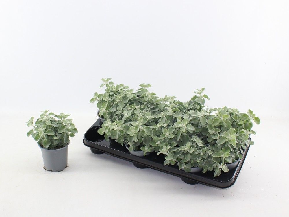 Helichrysum petiolare