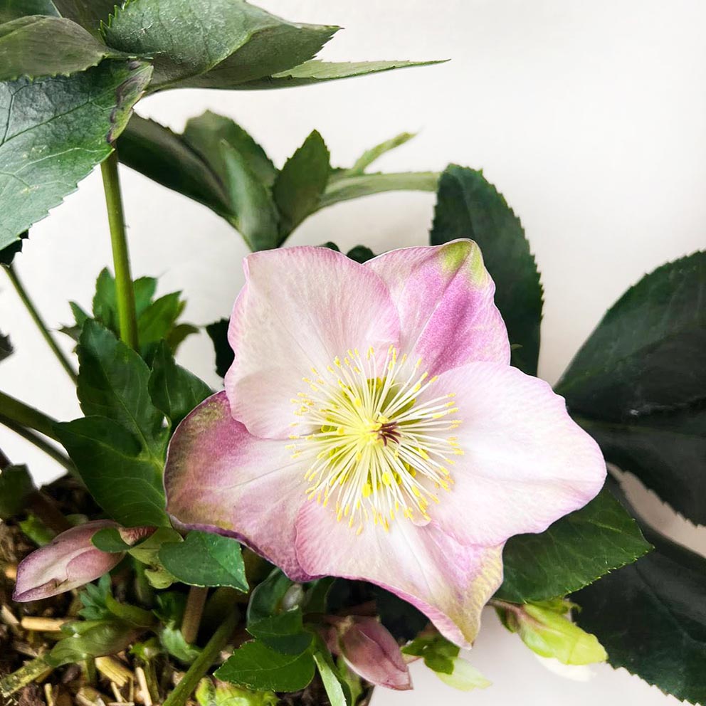 Helleborus Strawberry Moon