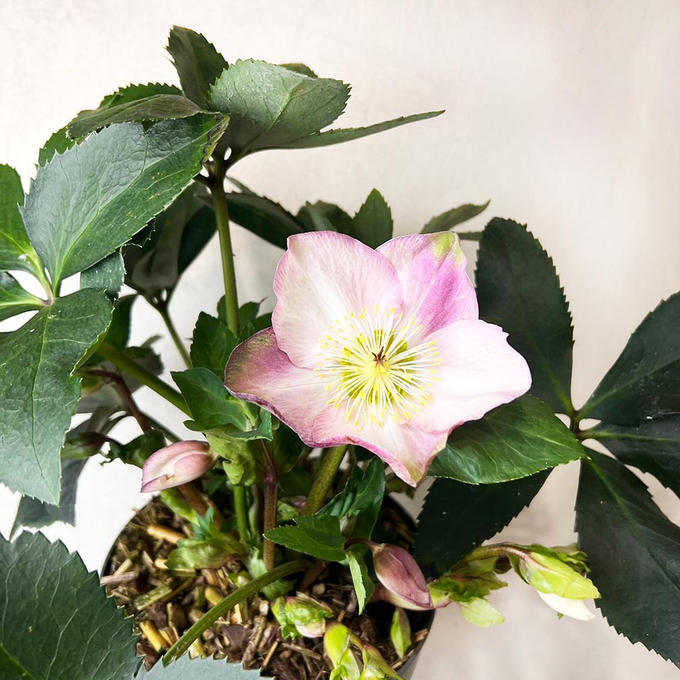 Helleborus Strawberry Moon