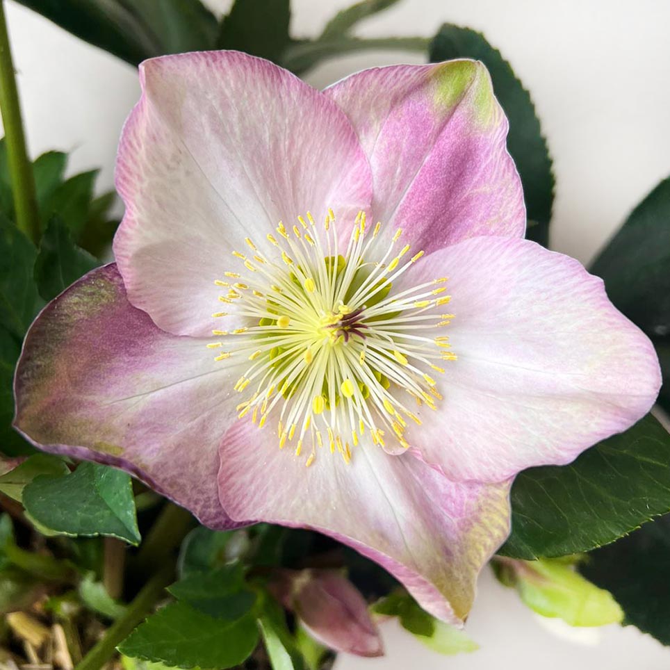 Helleborus Strawberry Moon