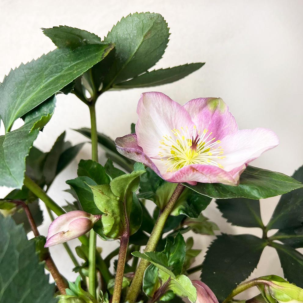 Helleborus Strawberry Moon