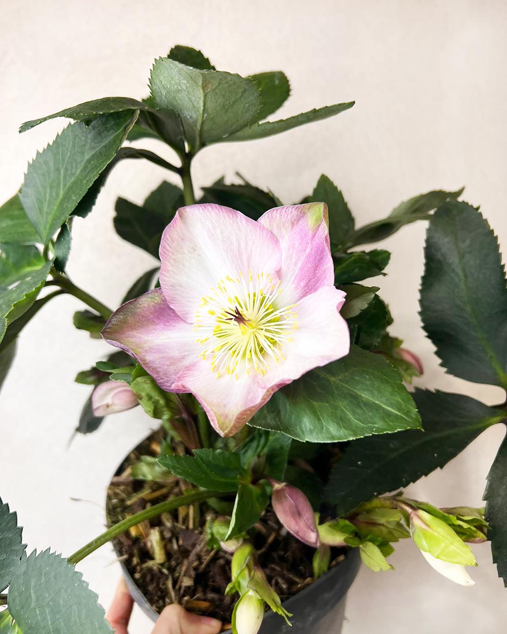 Helleborus Strawberry Moon