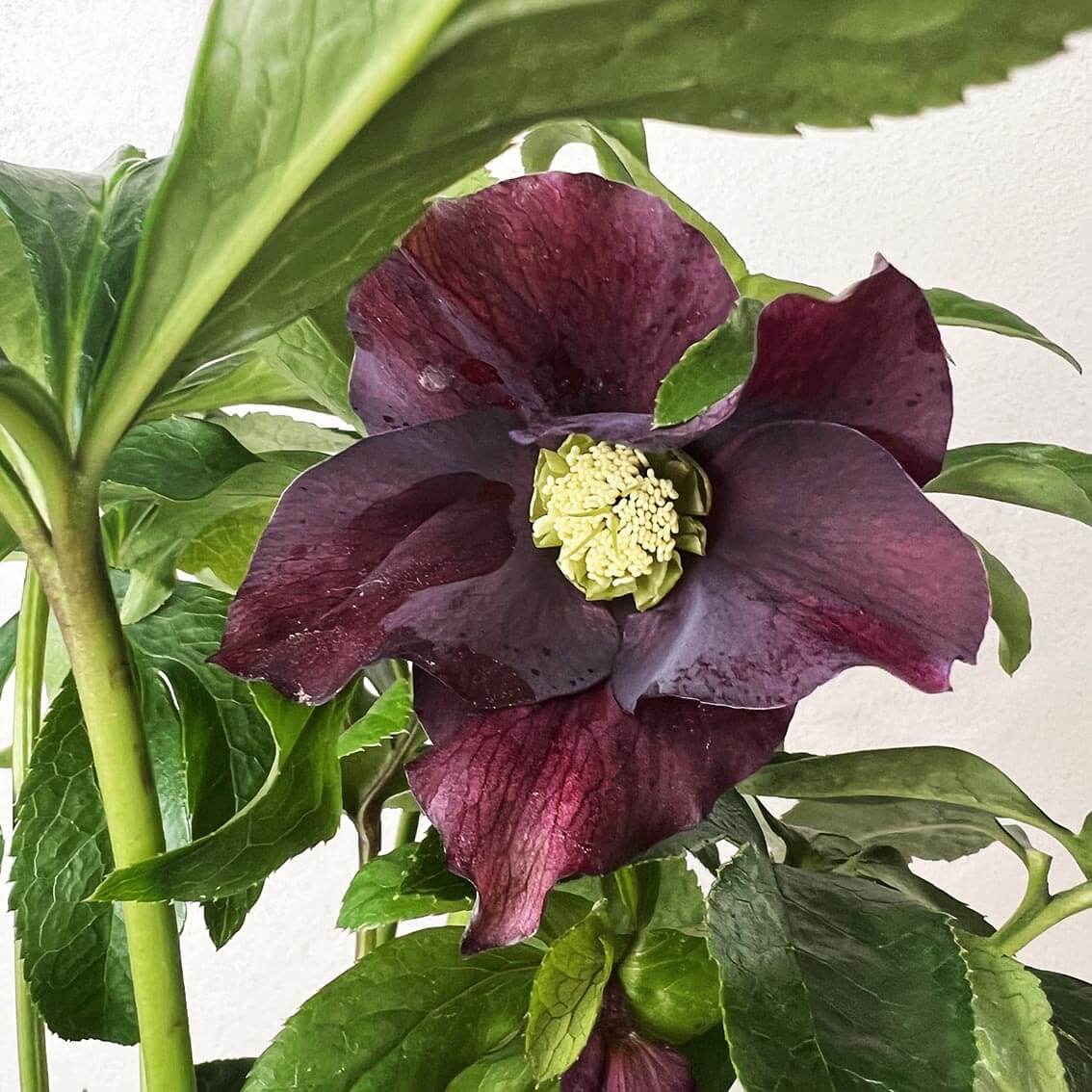 Helleborus orientalis Hello Red (Helleboro)