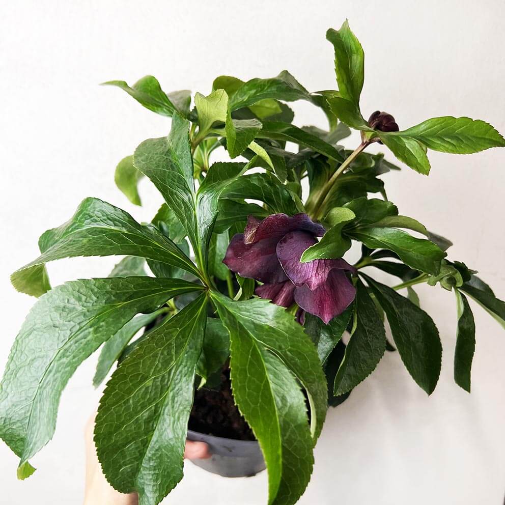 Helleborus orientalis Hello Red (Helleboro)