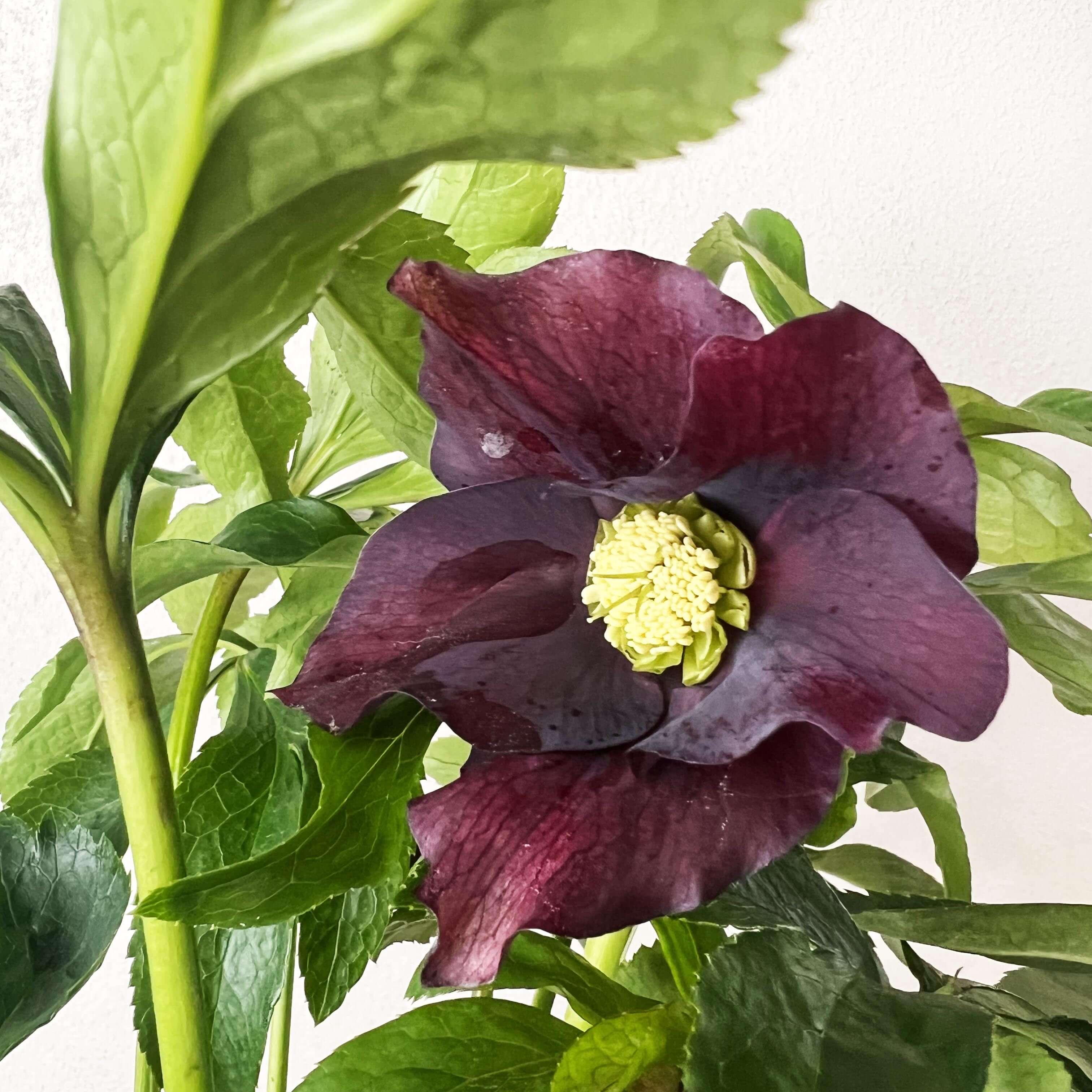 Helleborus orientalis Hello Red (Helleboro)