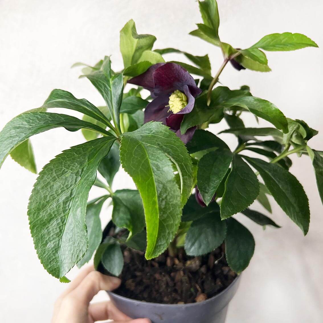 Helleborus orientalis Hello Red (Helleboro)