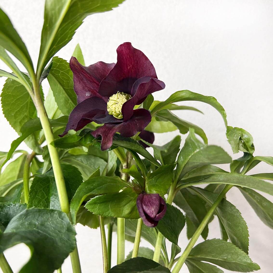 Helleborus orientalis Hello Red (Helleboro)