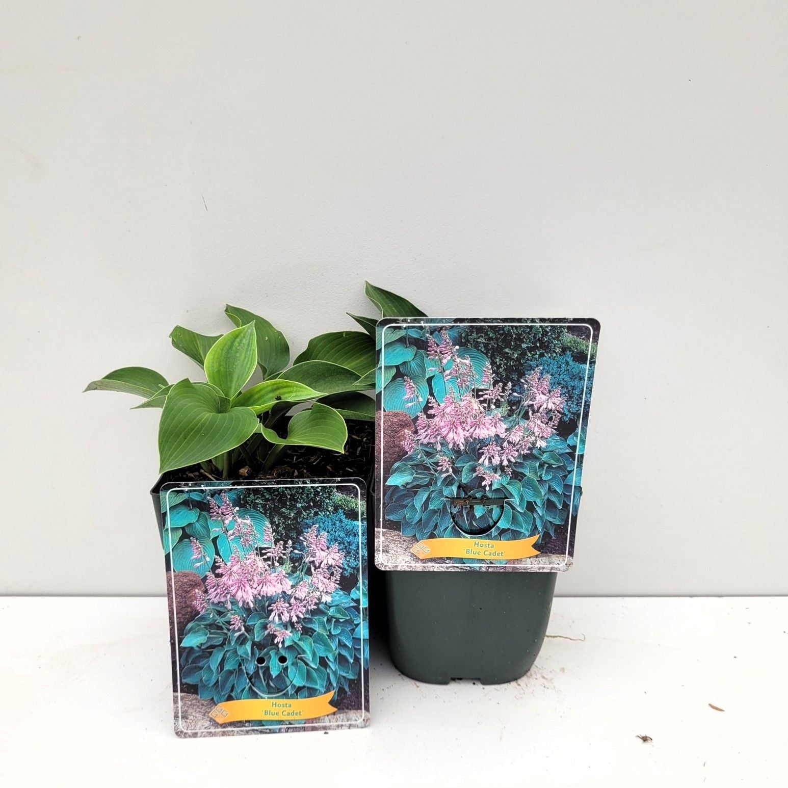 Hosta Blue Cadet