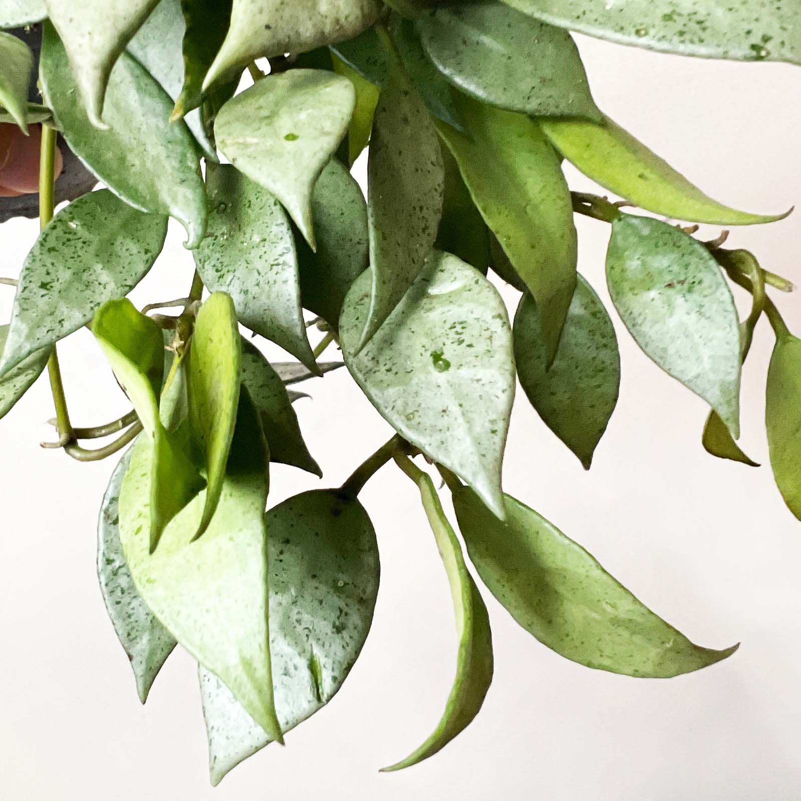 hoya Lacunosa Mint