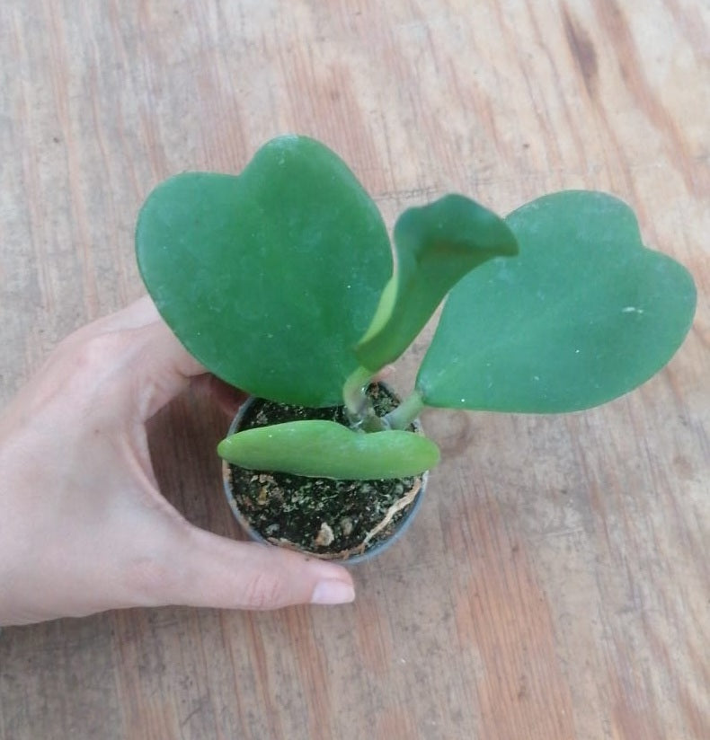 Hoya Kerrii