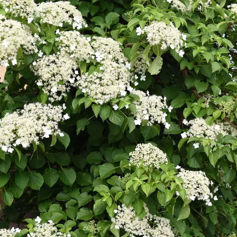 Hydrangea petiolaris /rampicante da ombra