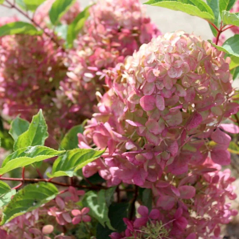 Ortensia /Hydrangea paniculata Phantom
