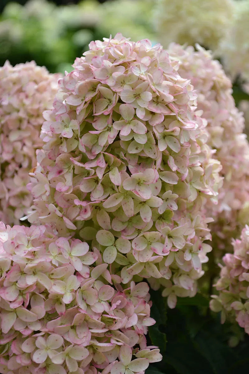 Ortensia /Hydrangea paniculata Whitelight