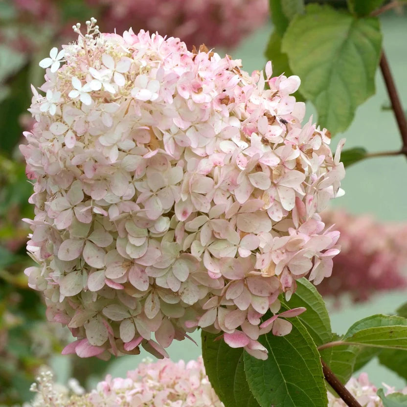 Ortensia /Hydrangea paniculata Phantom