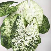 Caladium Frog in a blender