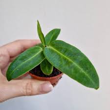 baby Anthurium Warocqueanum