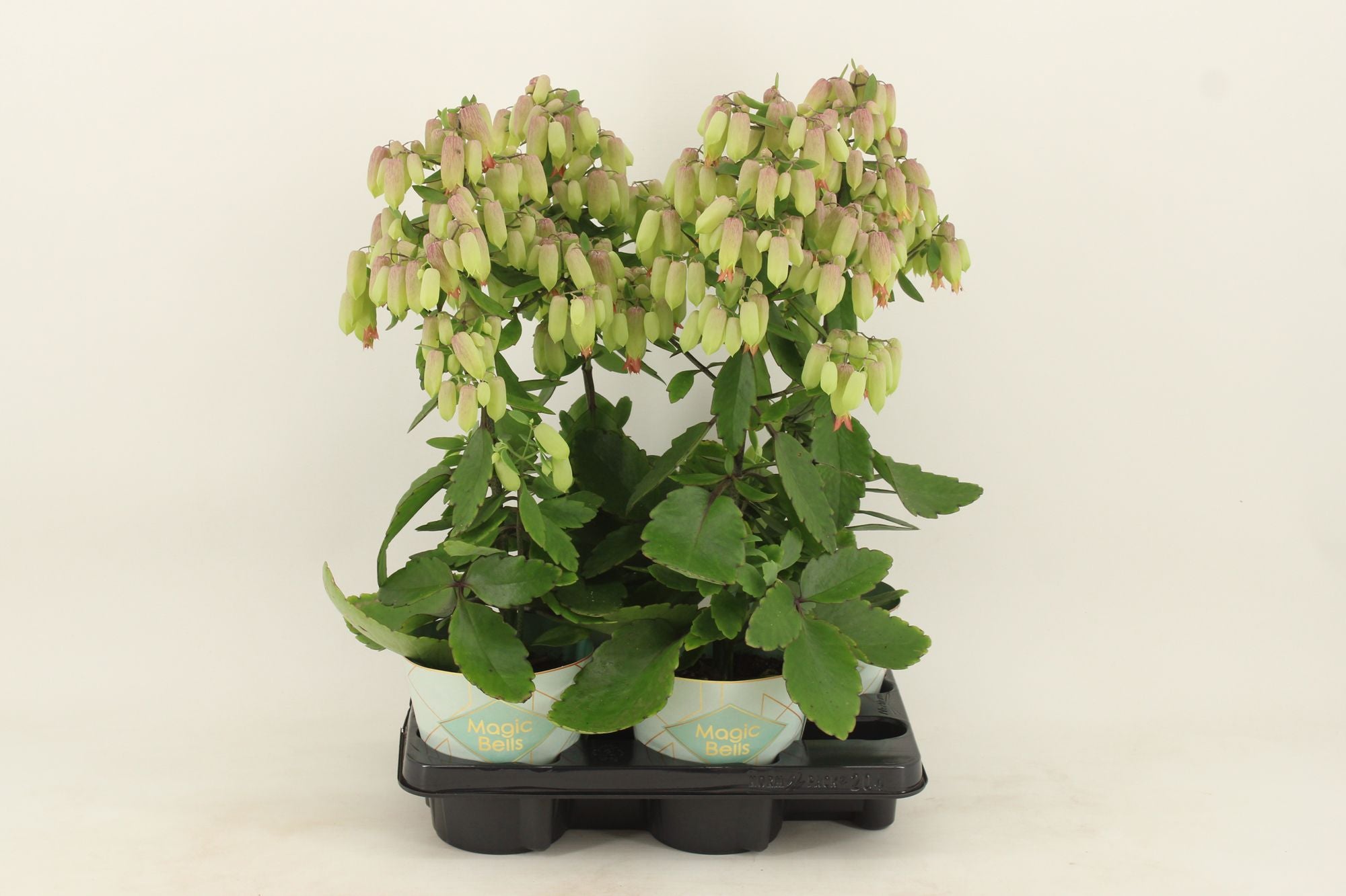 Kalanchoe Magic Bells