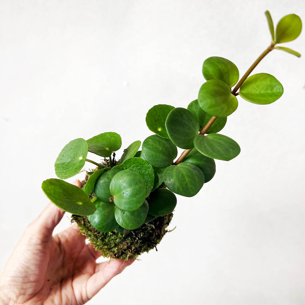 KOKET (KOKE-BOUQUET)-Carletto