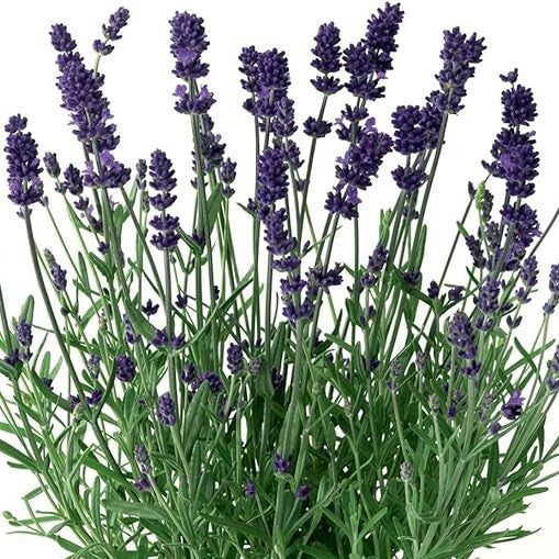 Lavanda Angustifolia