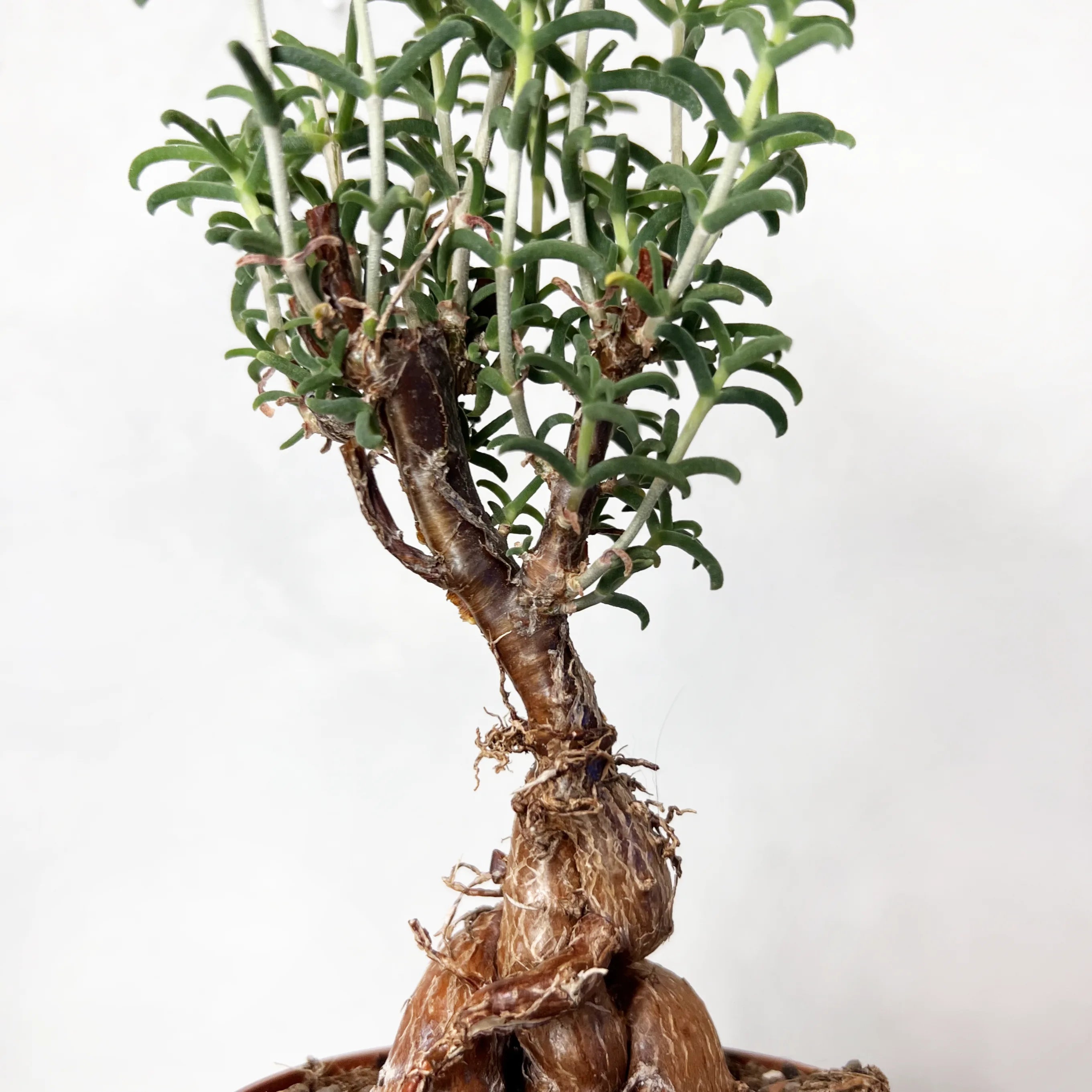 Mestoklema Tuberosum