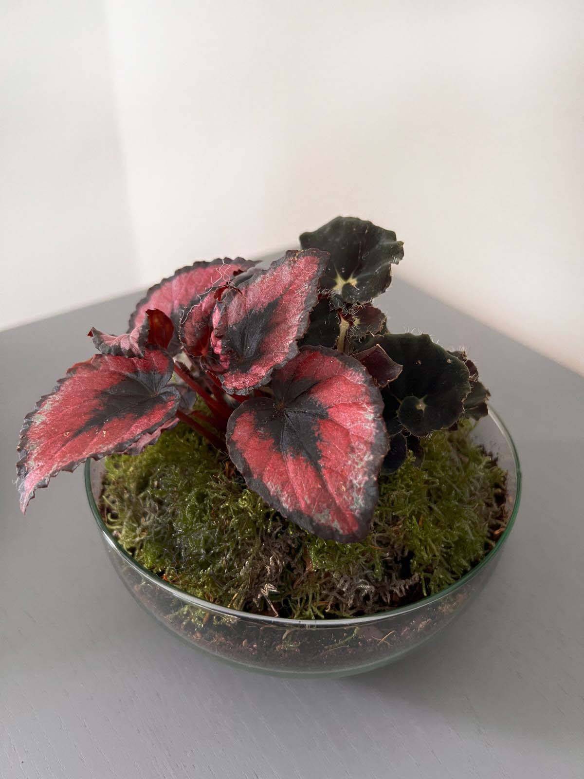 m-DOME (micro-Dome) Terrarium /BEGONIARUM