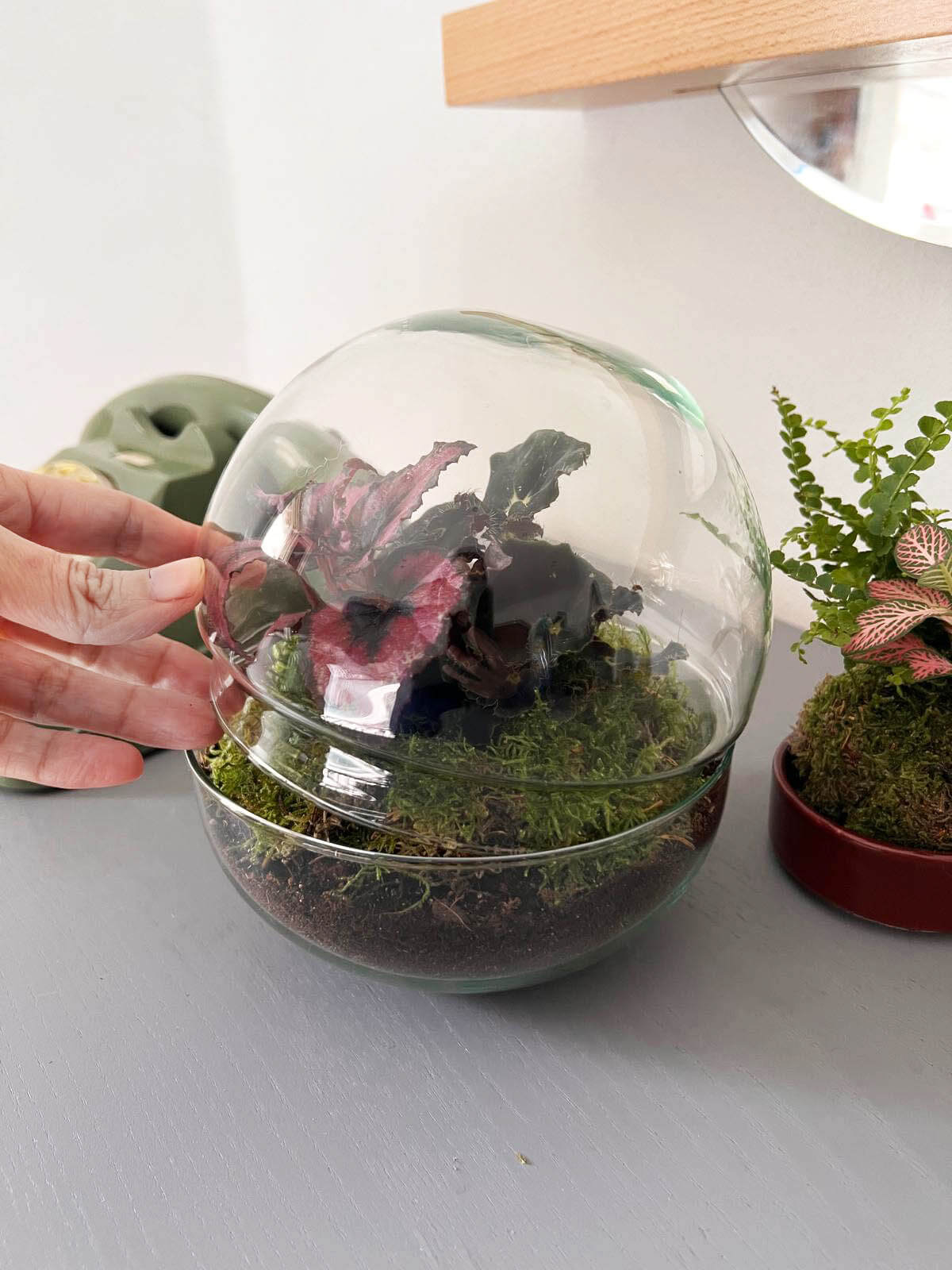 m-DOME (micro-Dome) Terrarium /BEGONIARUM