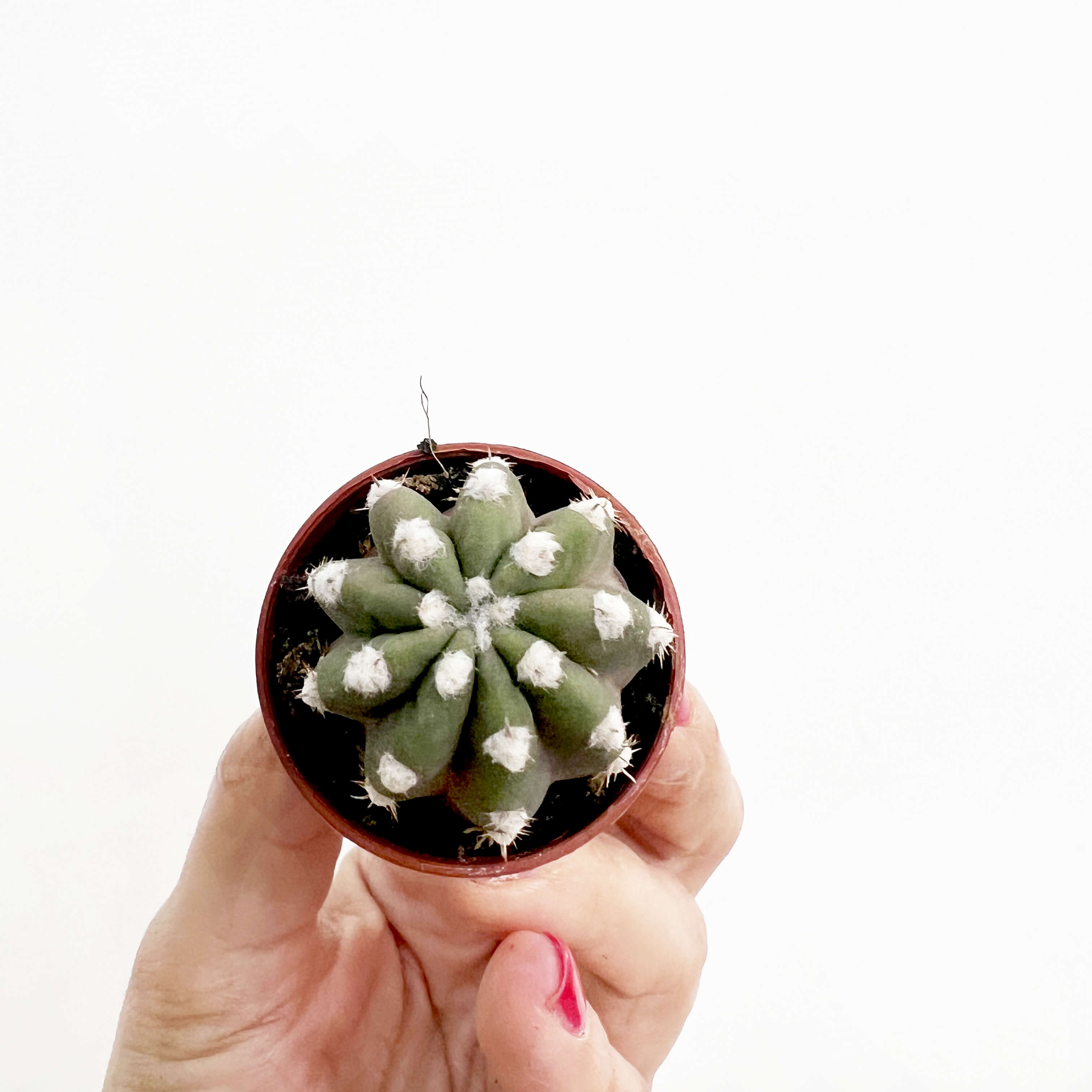 Mix 5 Baby Succulente a sorpresa