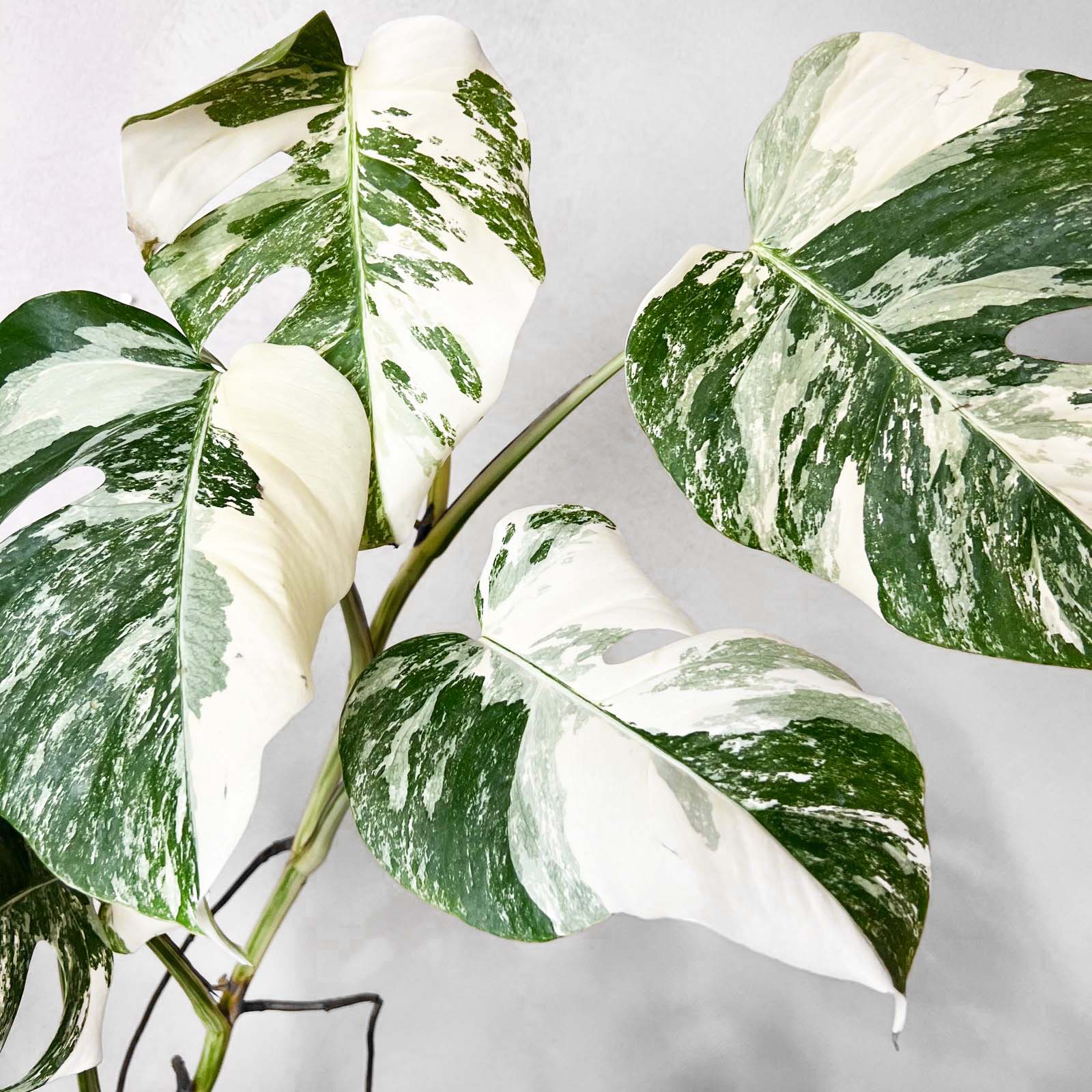 Monstera Deliciosa Albo Variegata / Aisha