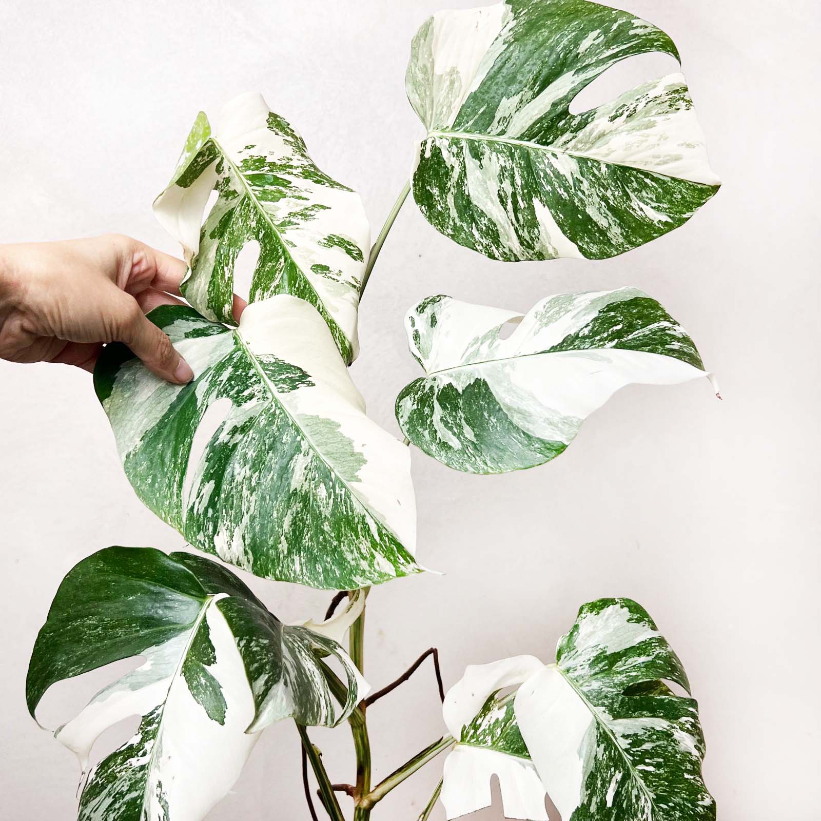 Monstera Deliciosa Albo Variegata / Aisha