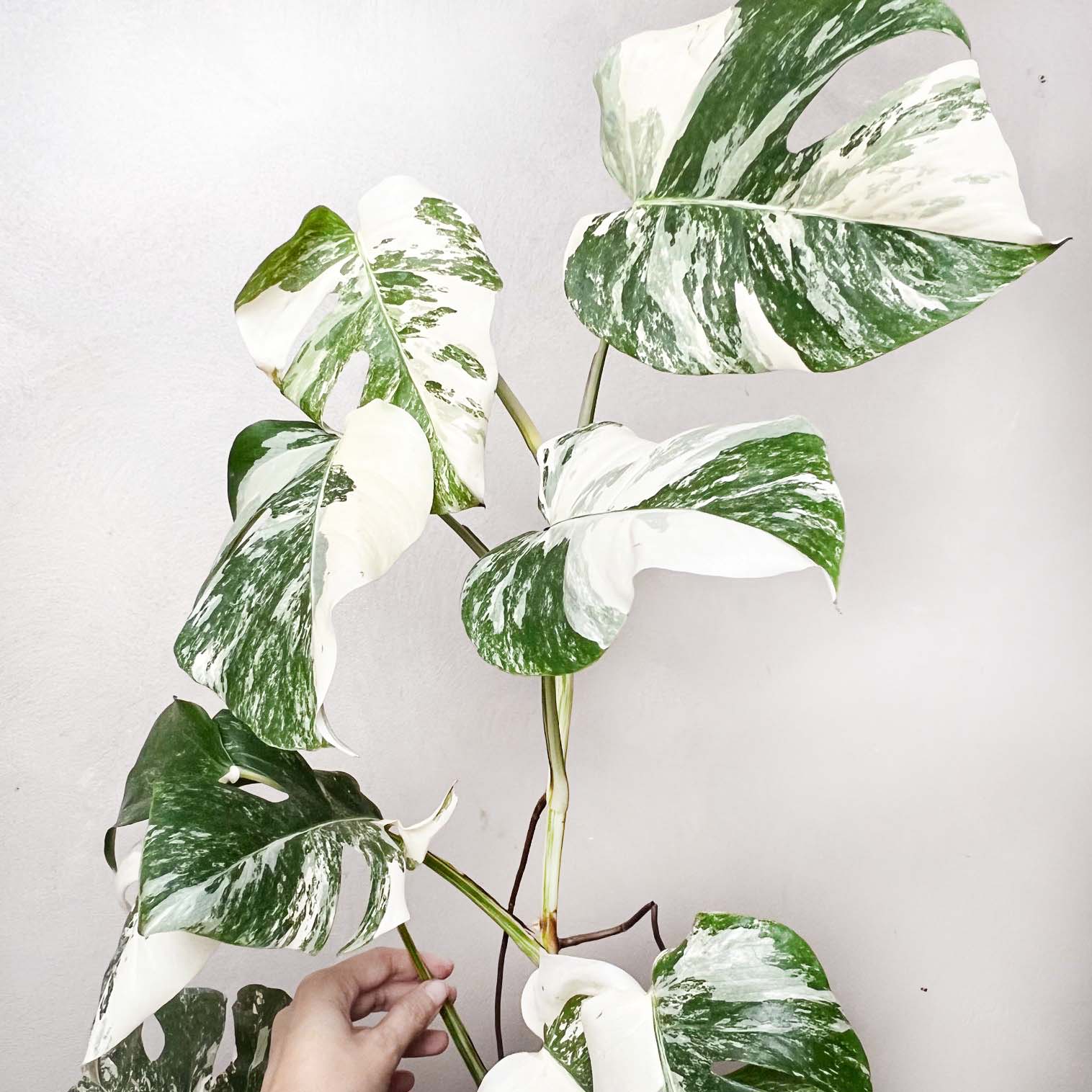 Monstera Deliciosa Albo Variegata / Aisha