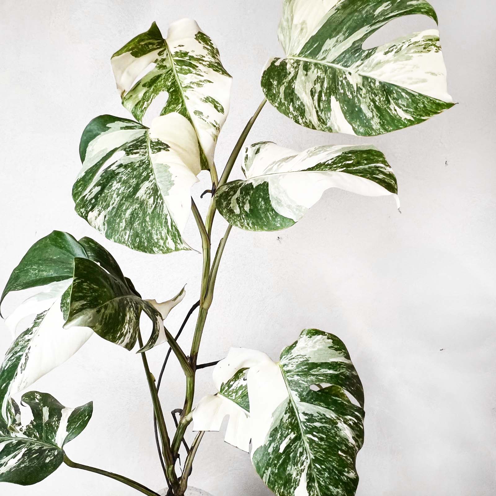 Monstera Deliciosa Albo Variegata / Aisha