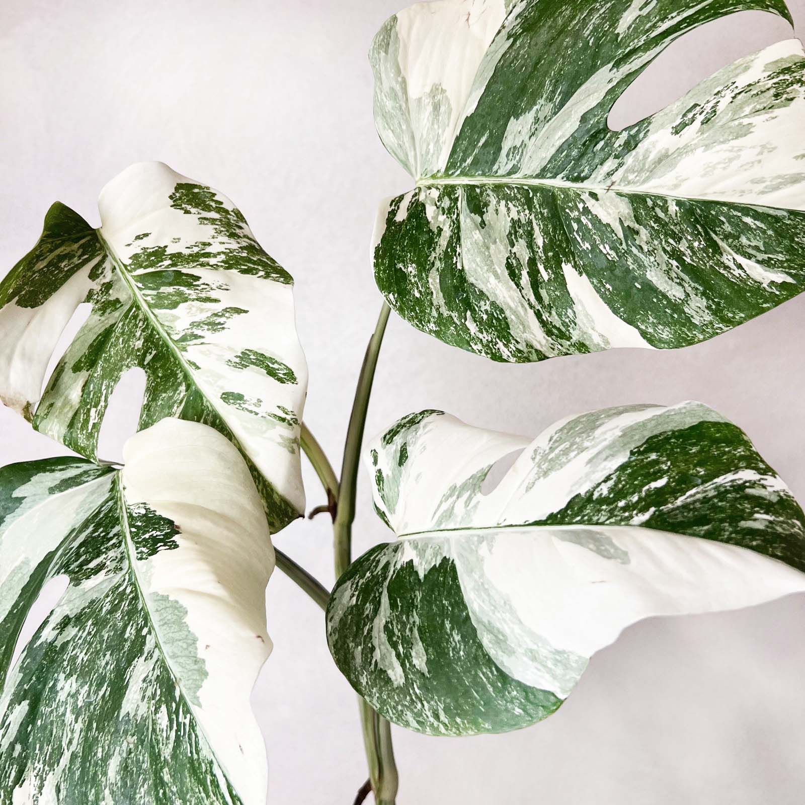 Monstera Deliciosa Albo Variegata / Aisha