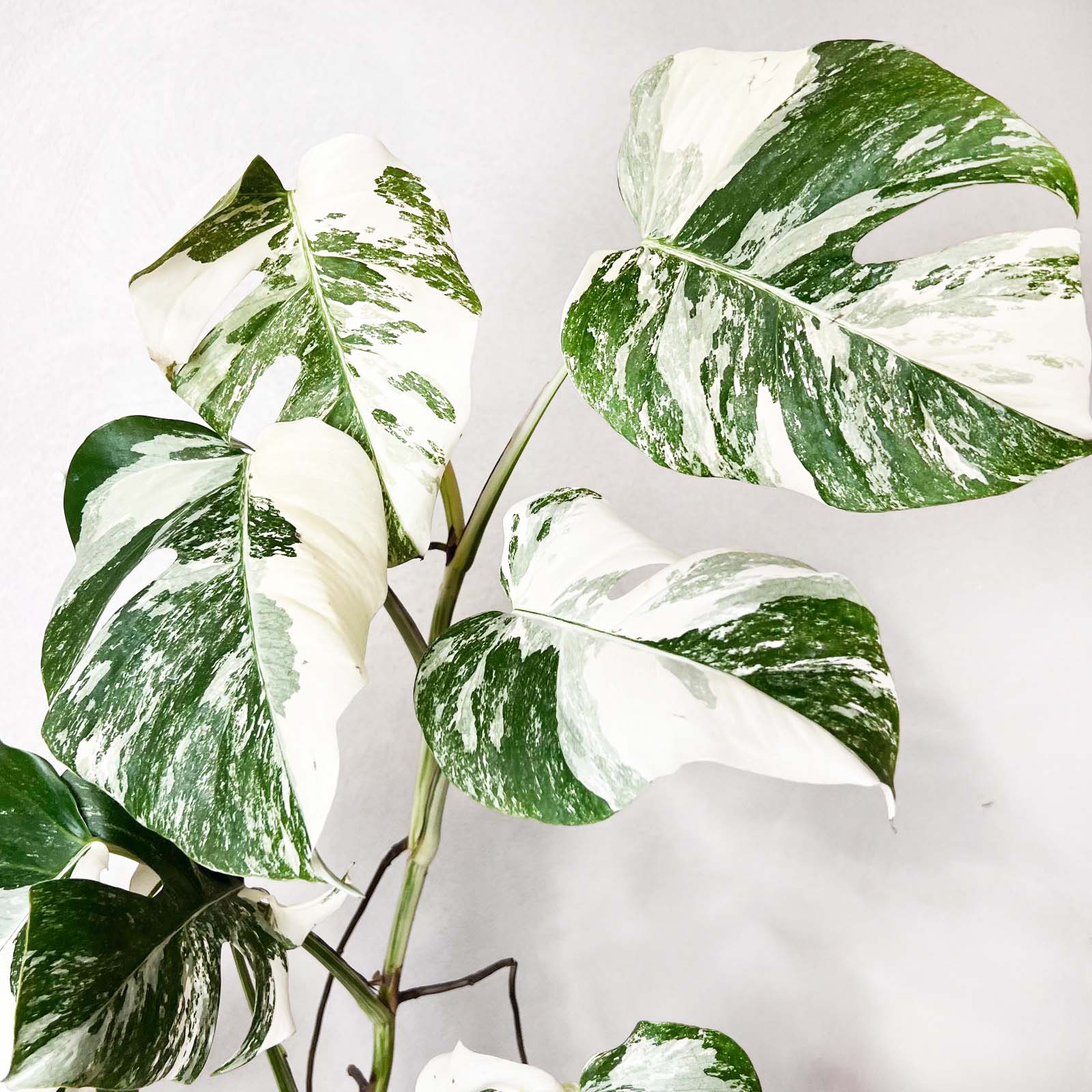 Monstera Deliciosa Albo Variegata / Aisha
