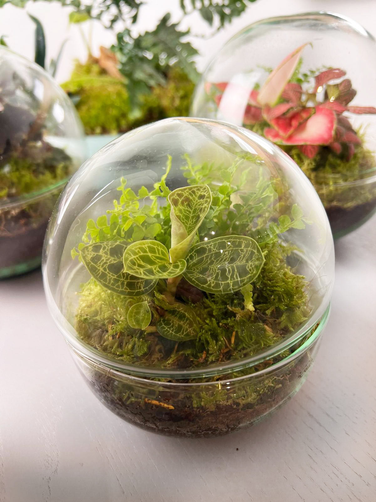 nDOME (nano-Dome) Terrarium /NEDES