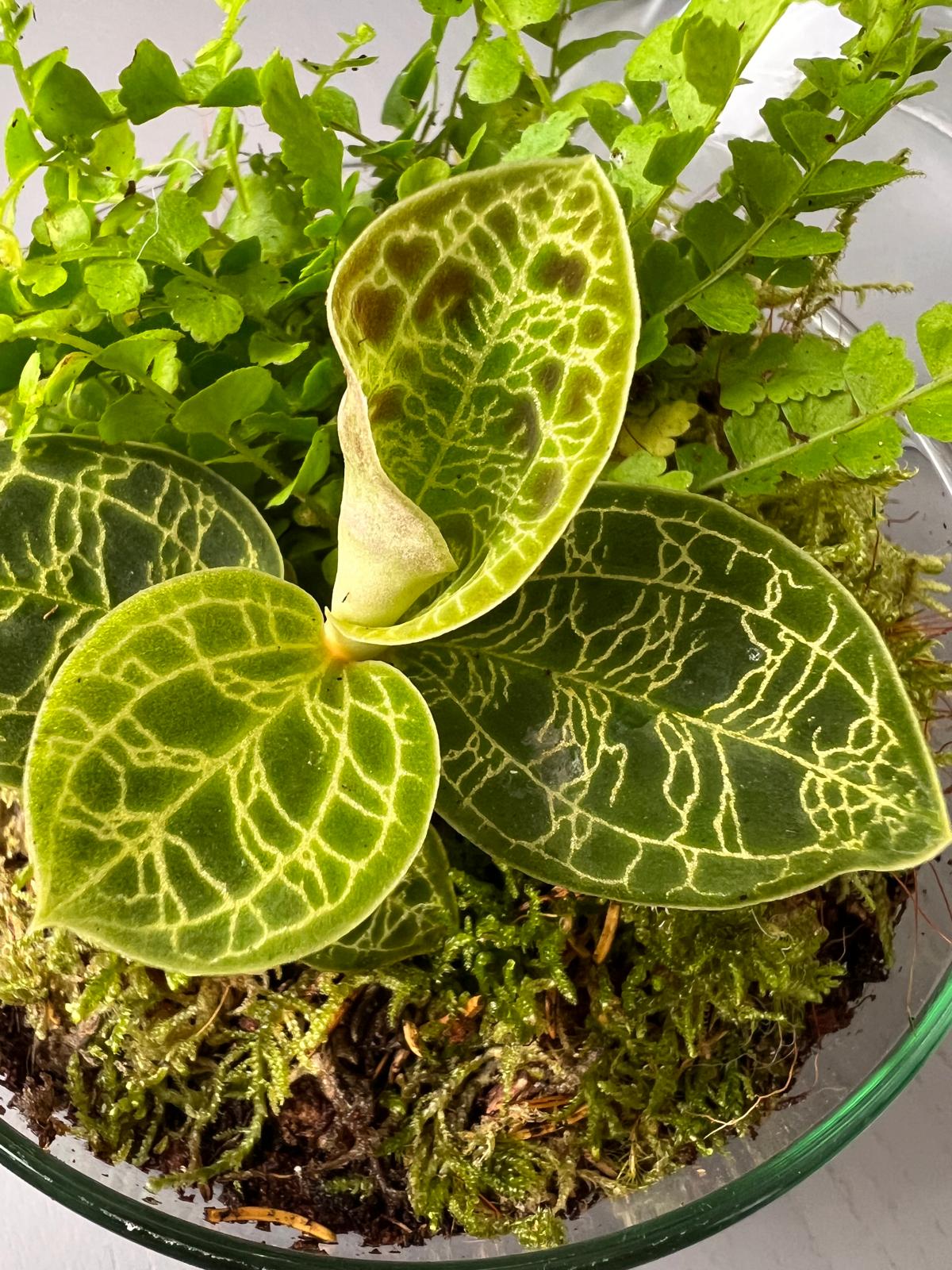 nDOME (nano-Dome) Terrarium /NEDES